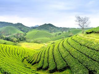 Perkebunan